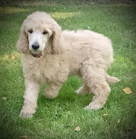 Poodle Standard thumbnail