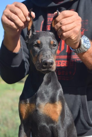 Doberman Pinscher puppy for sale + 37470