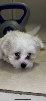 Maltichon (Maltese X Bichon Frise) Maltese for sale/adoption