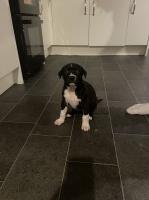 Rottie x American bulldog American Bulldog for sale/adoption