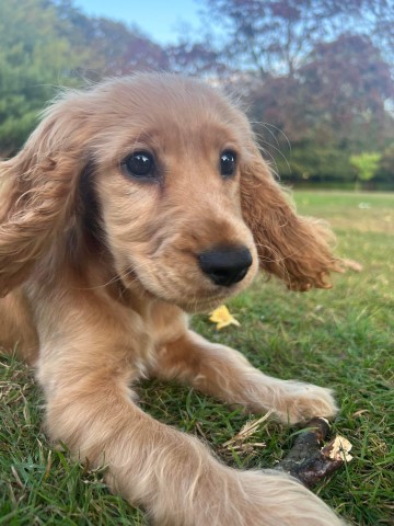 Cocker spaniel  puppy for sale