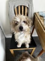 2x boy yorkiepoo x jack Russel dogs Yorkipoo for sale/adoption