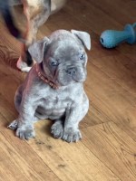KC REG Blue/Lilac French Bulldog Puppies French Bulldog for sale/adoption