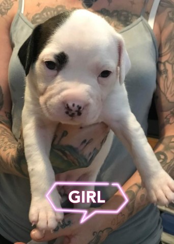 American Bulldog puppy for sale + 37267