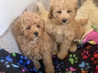 STUNNING F1B CAVAPOO PUPPIES Poodle Toy for sale/adoption
