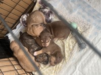 American Staffordshire Terrier thumbnail