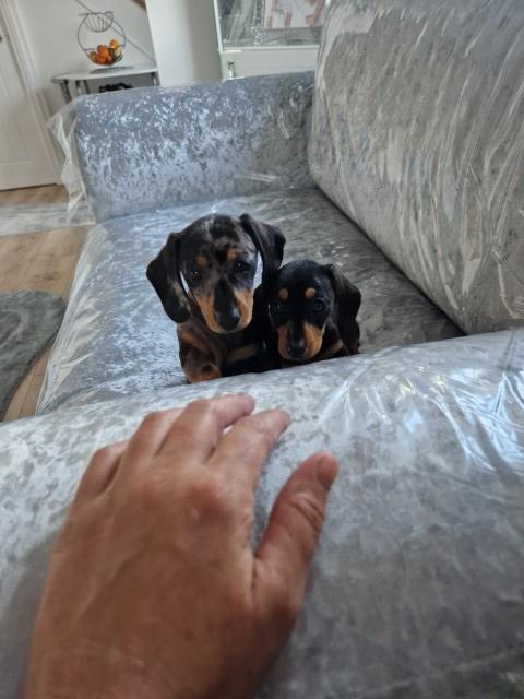 Miniature dachshund girls