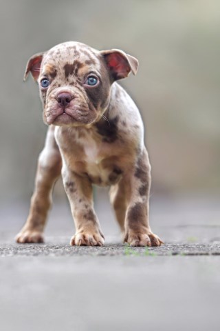 American Bulldog puppy for sale + 37434