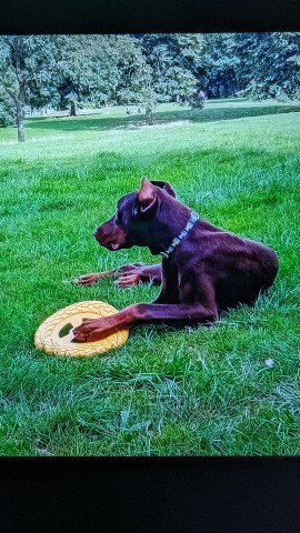 Doberman chocolate/Tan