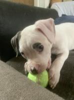 AMERICAN BULLDOG last female American Bulldog for sale/adoption