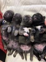 Beautiful Pug Puppies for sale Pug for sale/adoption
