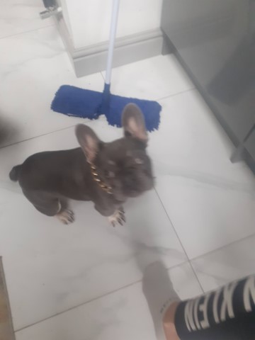 Blue French Bulldog Male Puppy