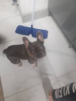 French Bulldog thumbnail