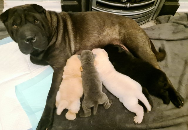 Gorgeous shar pei puppies looking for forever homes