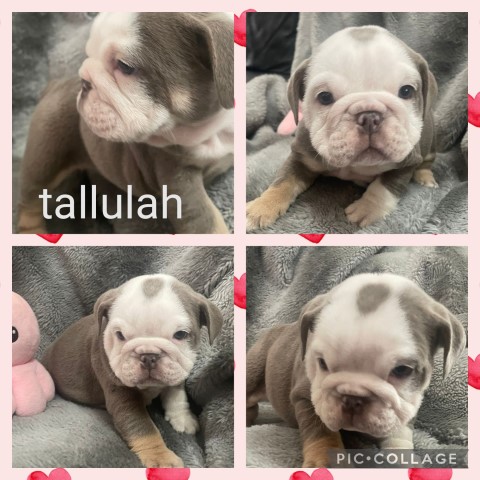 British bulldog puppies kc registered ready 13th may