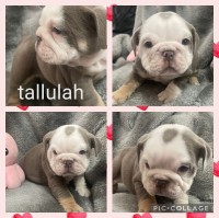 British bulldog puppies kc registered ready 13th may English Bulldog for sale/adoption