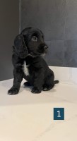 Clumber Spaniel thumbnail