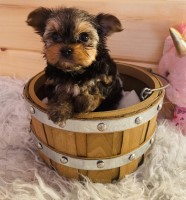 Beautiful Yorkshire Terrier puppies looking 4 forever home Yorkshire Terrier for sale/adoption