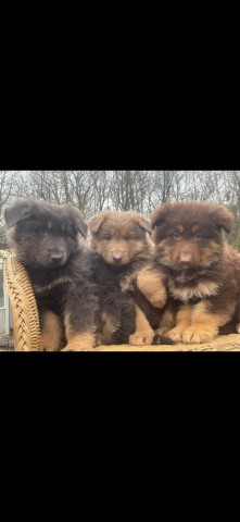 German Shepherd Dog puppy for sale + 37537