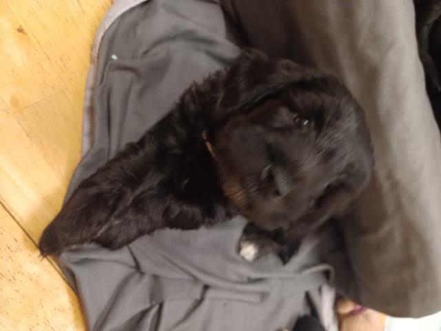 Cockapoo pups for sale