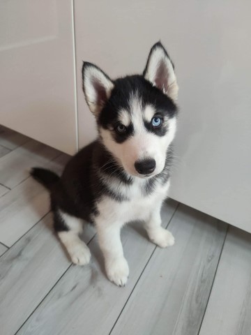 Siberian Husky Puppy Ready Now