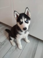 Siberian Husky Puppy Ready Now Siberian Husky for sale/adoption