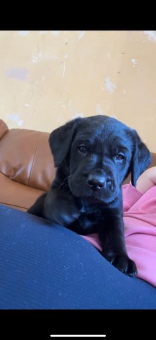 KC registered Labrador pups