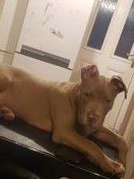 Xl bully 7 month old American Bulldog for sale/adoption