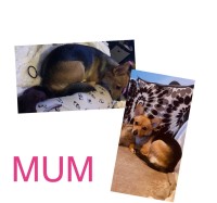 Stunning jackapoo puppies Poodle Toy for sale/adoption