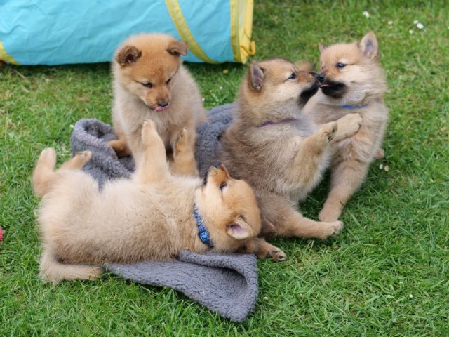Friendly  Finnish Spitz Puppies Needing New Homes.