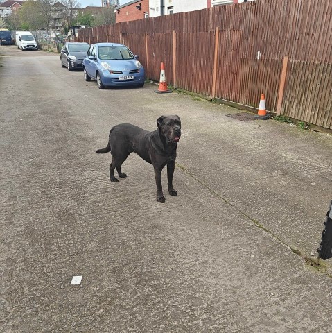 Cane Corso puppy for sale + 37563