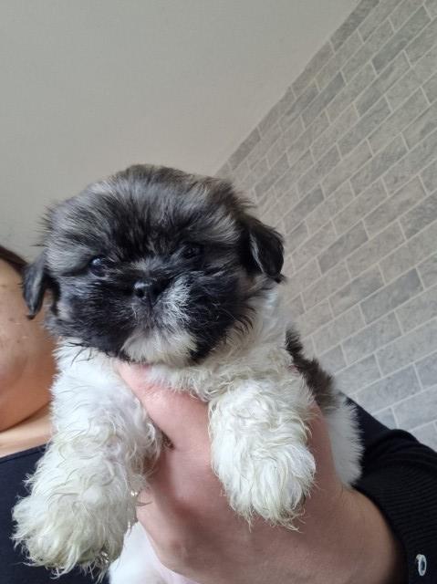 Lhasa apso x shitzu puppies for sale