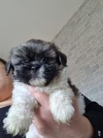 Lhasa apso x shitzu puppies for sale Lhasa Apso for sale/adoption