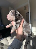 American pocket bullys American Bulldog for sale/adoption