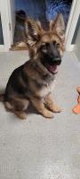 german shephard pup German Shepherd Dog for sale/adoption