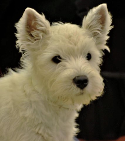 West Highland white terrier