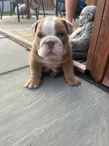 English Bulldog puppy for sale + 37207