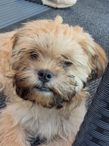 6 month old shihtzu cross bishion fris