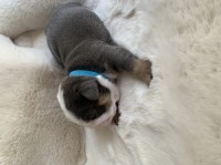 English bulldog puppies English Bulldog for sale/adoption