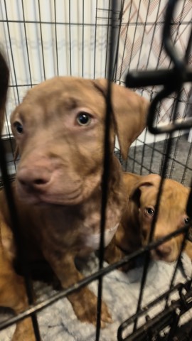 8 week old XL bully pups