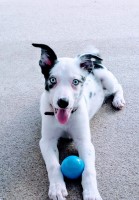 Border Collie X Blue Merle Border Collie for sale/adoption