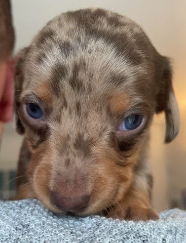 Gorgeous Mini Dachshund pups