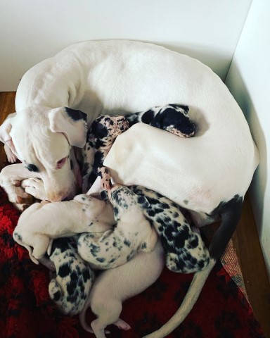 Pedigree Harlequin Great Dane Puppies for sale