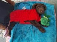 Beautiful 3 month old cocker spaniel boy English Cocker Spaniel for sale/adoption