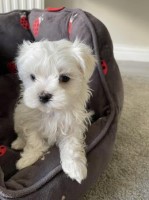Tiny Quality KC Maltese Puppies Maltese for sale/adoption