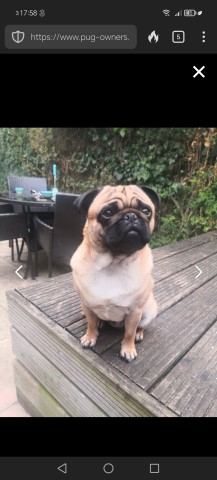 Pug puppy for sale + 37455