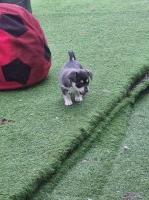 Chihuahua x jack Chihuahua for sale/adoption