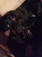 Labrador puppies for sale Labrador Retriever for sale/adoption