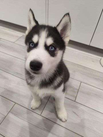 Siberian Husky puppy for sale + 37246