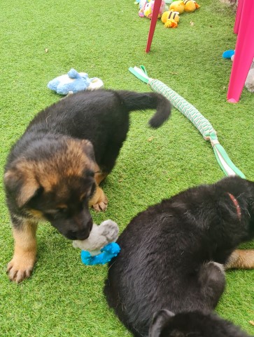 German Shepherd Dog puppy for sale + 37351